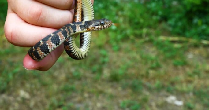 Juvenile Blotched Watersnake Nerodia erythrogaster transversa in a hand.