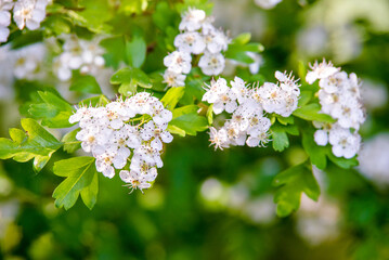 White hawthorn flowers on a green natural background