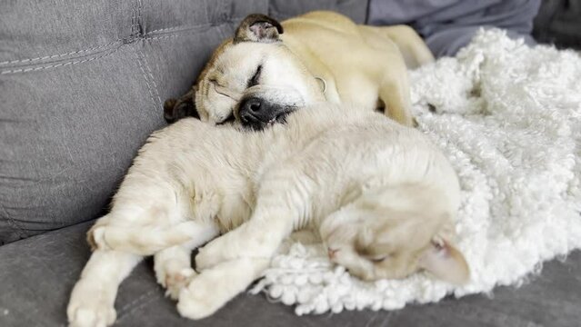 Cat and dog snuggling on a couch indoors