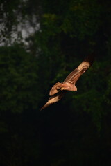 Eurasian Marsh Harrier