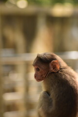 Bonnet Macaque Infant