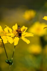 Bee with Pollen Sacs