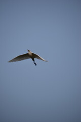 Little Egret
