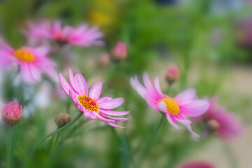 花壇の花　春イメージ