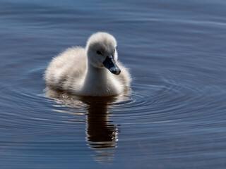 Schwan
