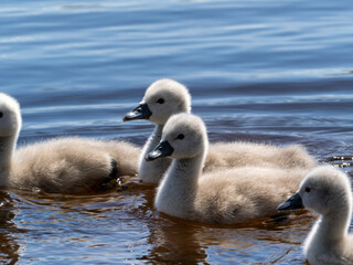 Schwan