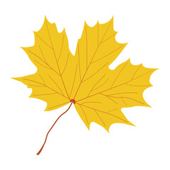 Yellow autumn maple leaf icon isolated on transparent and white background. Isolated element for design decoration. Vector illustration. Image with Canadian symbol. Graphic design.