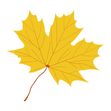 Yellow autumn maple leaf icon isolated on transparent and white background. Isolated element for design decoration. Vector illustration. Image with Canadian symbol. Graphic design.