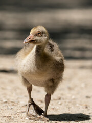 Gans