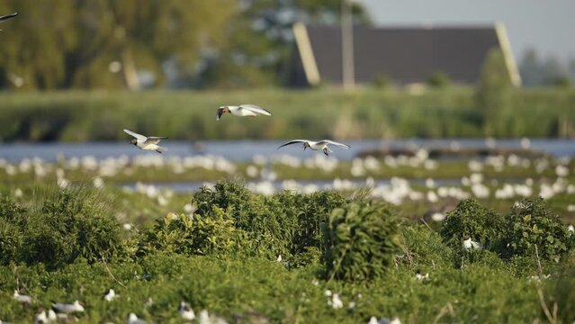 Breeding colony of black headed gulls float flying through air landing at nest, slow motion
