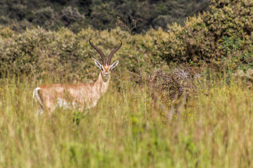 Southern Grant's Gazelle (Nanger granti) in the Longonot National Park, Kenya
