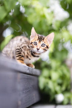 A cute kitten that is purebred bengal photographed outdoors with a green lush background