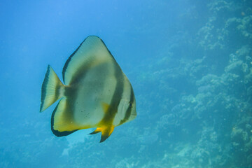 single amazing orbicular batfish swimming in clear blue water