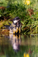 Great Tit (Parus major) sitting at a pond in spring.