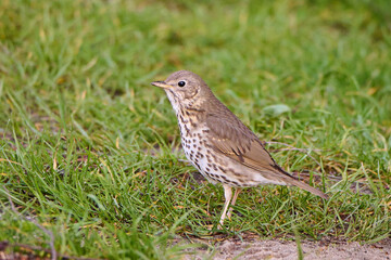Drozd śpiewak. Turdus philomelos. A song thrush in search of food.