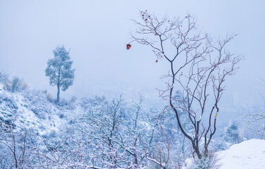 Beautiful foggy winter landscape view in a park on a slope of a mountain. Afternoon walk in a forest during snowfall. Beautiful nature in winter. Outdoor hiking.