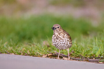Drozd śpiewak. Turdus philomelos. A song thrush in search of food.