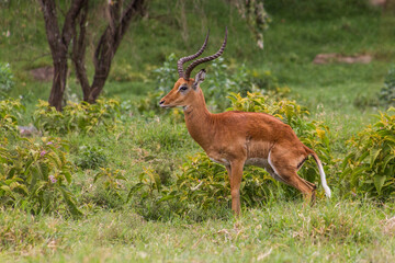 Naklejka na ściany i meble Impala in the Hell's Gate National Park, Kenya