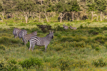 Zebras in the Hell's Gate National Park, Kenya