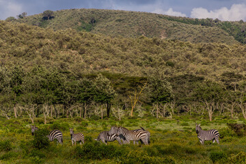 Zebras in the Hell's Gate National Park, Kenya