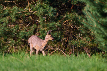 Sarna europejska. Capreolus capreolus. European roe deer in the morning.