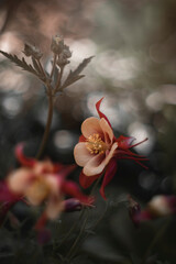 Kolorowe kwiaty kwitnących orlików (Aquilegia vulgaris). Kwiatowe kompozycje. Wiosenne ogrody z kwiatami. Dekoracje kwiatowe. Artystyczne zdjęcia kwiatów. Pastelowe tonacje. Świeże kwiaty.  © anettastar