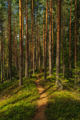 Walking path in a pine forest in Sweden