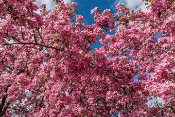 Apple tree branches blooming in a vibrant pink color