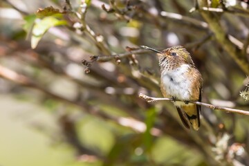 File photo of a scintilla hummingbird ( Selasphorus scintilla), in Costa Rica.