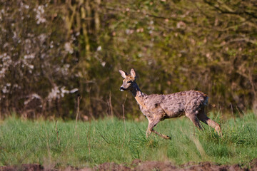 Sarna europejska. Capreolus capreolus. European roe deer in the morning.