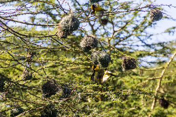 Village Weavers (Ploceus cucullatus) with their nests on Naivasha lake, Kenya
