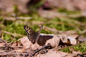 Fototapete bei efototapeten.de bestellen   