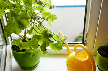 Houseplants and a watering can on the windowsill. Indoor flowers care and home gardening
