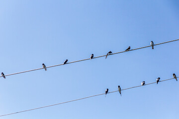 Barn Swallows (Hirundo rustica) on wires near Naivasha lake, Kenya