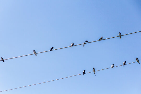 Barn Swallows (Hirundo rustica) on wires near Naivasha lake, Kenya