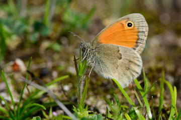 Small heath // Kleines Wiesenvögelchen (Coenonympha pamphilus) 