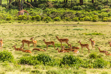 Impalas (Aepyceros melampus) at Crescent Island Game Sanctuary on Naivasha lake, Kenya