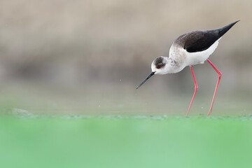 The perfect silhouette of black winged stilt (Himantopus himantopus)