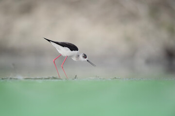 The perfect silhouette of black winged stilt (Himantopus himantopus)