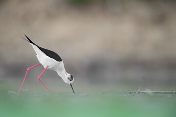 Under a light rain, fine art portrait of black winged stilt (Himantopus himantopus)