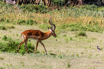 Impala (Aepyceros melampus) at Crescent Island Game Sanctuary on Naivasha lake, Kenya