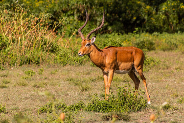 Naklejka na ściany i meble Impala (Aepyceros melampus) at Crescent Island Game Sanctuary on Naivasha lake, Kenya