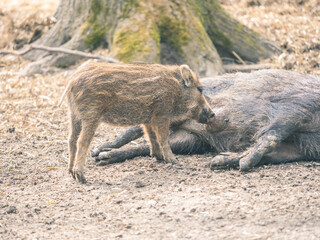 Wildschwein