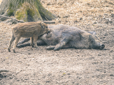 Wildschwein