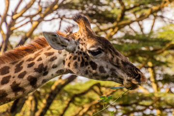 Masai giraffe (Giraffa tippelskirchi) at Crescent Island Game Sanctuary on Naivasha lake, Kenya