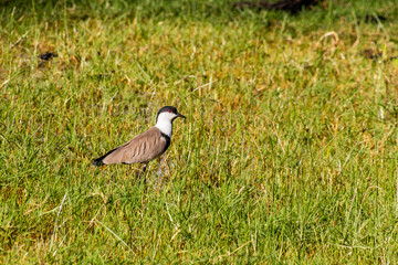 Spur-winged Lapwing (Vanellus spinosus) near Naivasha lake, Kenya.