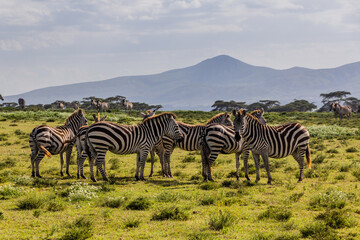 Naklejka premium Burchell's zebras (Equus quagga burchellii) at Crescent Island Game Sanctuary on Naivasha lake, Kenya