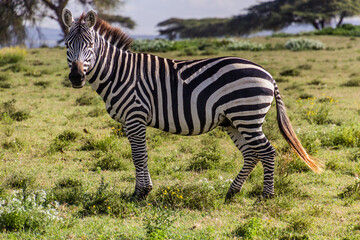 Obraz na płótnie Canvas Burchell's zebra (Equus quagga burchellii) at Crescent Island Game Sanctuary on Naivasha lake, Kenya