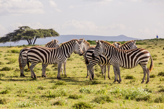 Burchell's zebras (Equus quagga burchellii) at Crescent Island Game Sanctuary on Naivasha lake, Kenya
