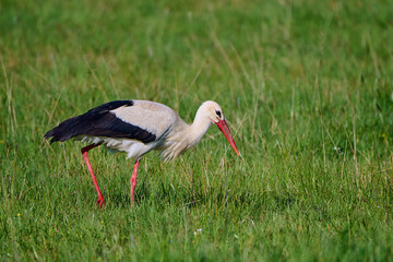 Bocian biały (Ciconia ciconia). Stork.